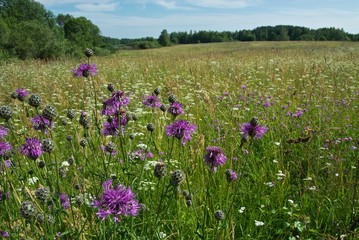 field flowers on grassland