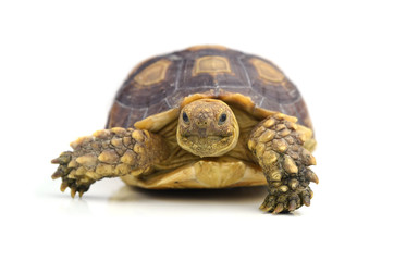 turtle isolated on white background