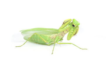 Female European Mantis or Mantis religiosa, isolated on white