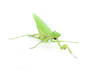 Female European Mantis or Mantis religiosa, isolated on white