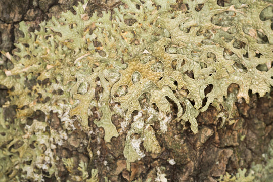 Tree Lungwort, Lobaria pulmonaria
