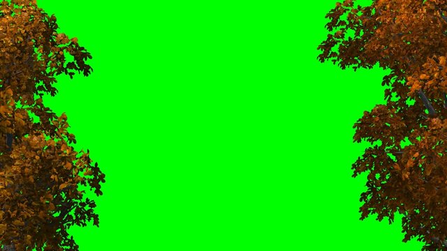 Trees in Autumn - red leaves - Video Background - green screen