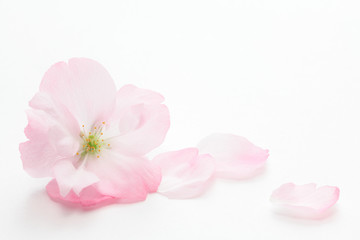 Naklejka na ściany i meble Closeup of Cherry blossom, Asahiyamazakura
