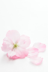 Closeup of Cherry blossom, Asahiyamazakura