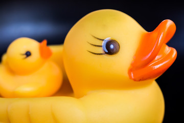 closeup duck toy
