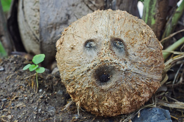 coconut face