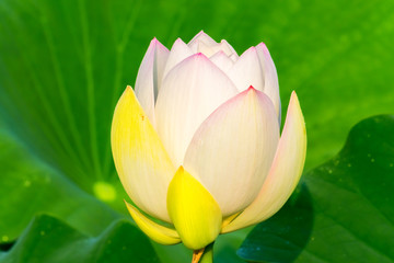 Bud of the white lotus flower