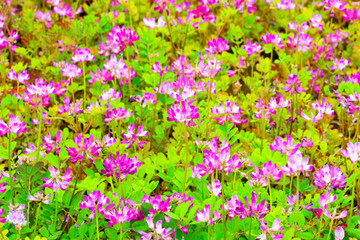 Field of chinese milk vetch, Astragalus sinicus