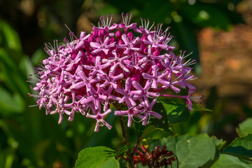 Clerodendrum bungei, Verbenaceae, southern China