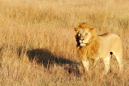 Lion on the Masai Mara in Africa