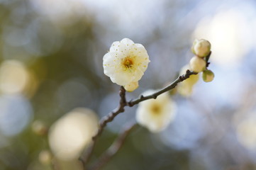 白梅
