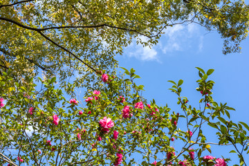 サザンカの花と青空