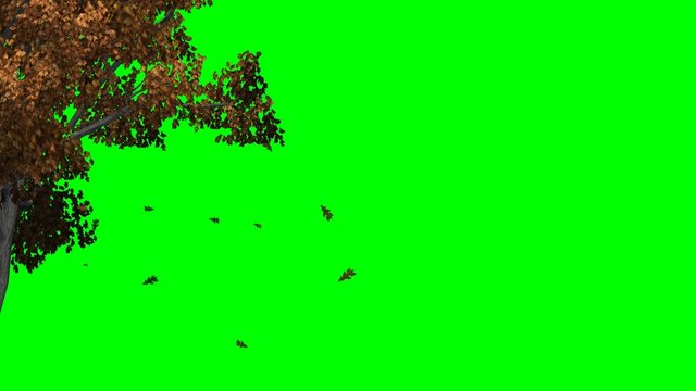 Trees in Autumn - red leaves - Video Background - green screen