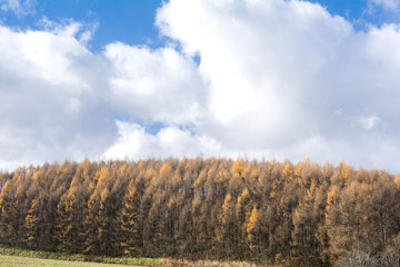 Fototapeta premium 美瑛のカラマツ林の黄葉と空