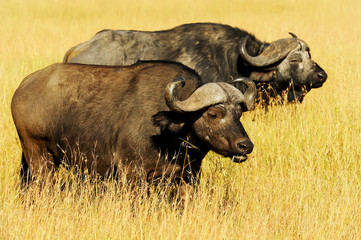 Cape Buffalo on Masai Mara in Africa