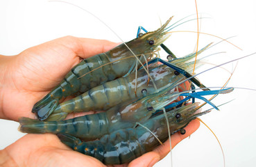 Shrimp on hand