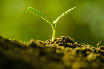 Close up Young plant growing over green background