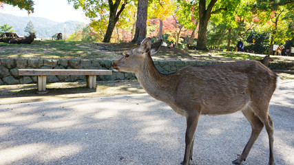 Japanese deer in Nara national park
