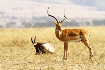 Naklejka na ściany i meble Grant's Gazelle on the Masai Mara in Africa