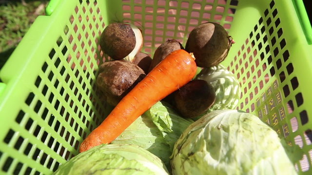 cabbage, carrot, beet, potatoe and onion are in the green basket