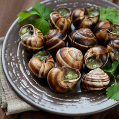 Bourguignonne snail au gratin on a plate, close-up, studio shot
