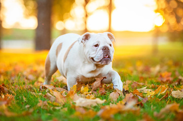 English bulldog puppy walking in the park in autumn