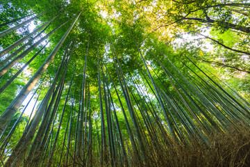 Obraz na płótnie Canvas Bamboo Forest Arashiyama.