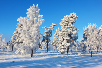 Pine trees with frost in the forest
