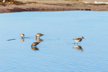 Dunlins and Wood sandpiper