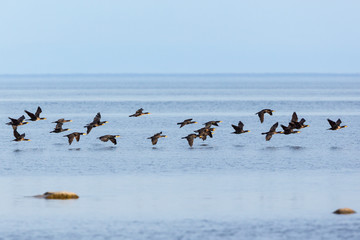 Bird migration with Great Commaran