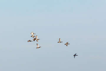 Flock with Gadwall flying