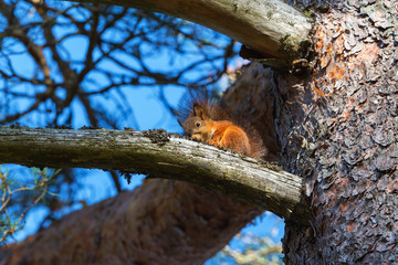 Red Squirrel on a branch