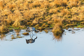 Crane and water reflections