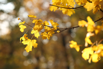 Beautiful autumn leaves