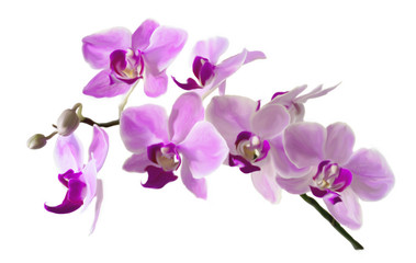 Naklejka na ściany i meble illustration of the Pink streaked orchid flower, isolated