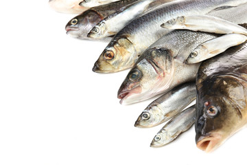 Fresh fish isolated on white