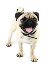 Funny, cute and playful pug dog isolated on white