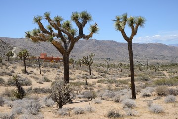 joshua tree