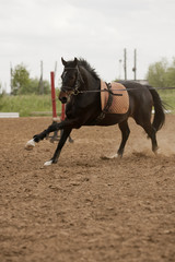Horse in training