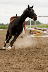 Horse in training