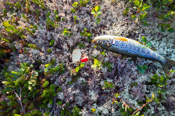 fishing  salmon fish of the North on  spinner lure