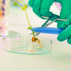young woman biologist manipulates plants in genetic laboratory