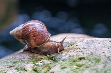 Snail