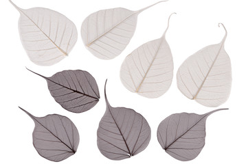 Obraz premium the leaves on a white background