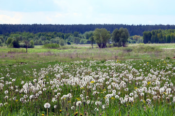 meadow of dandelions