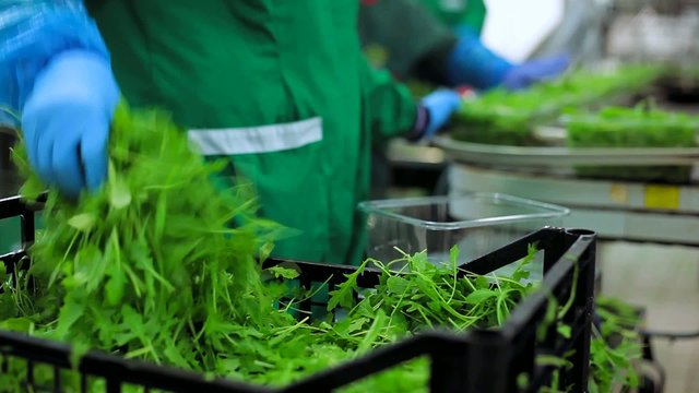 Persone al lavoro - confezionamento preformati