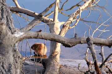 muskrat on the river bank