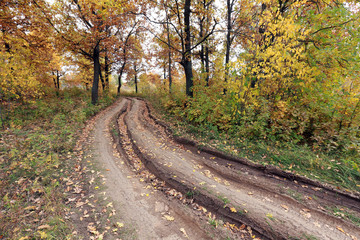 dirt road in an oak grov