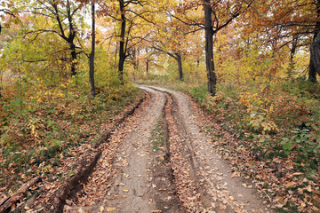 dirt road in an oak grov