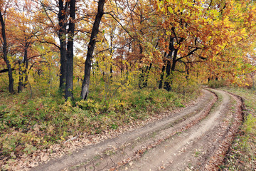 Naklejka premium dirt road in an oak grov